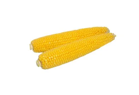 Corn on the cob isolated on white Stock Photos
