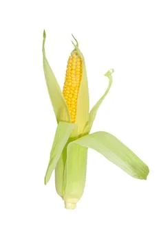 Corn on the cob  isolated on white Stock Photos