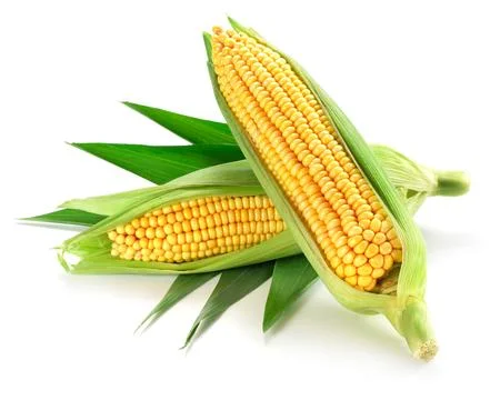 Corn on the cob kernels close up shot Stock Photos
