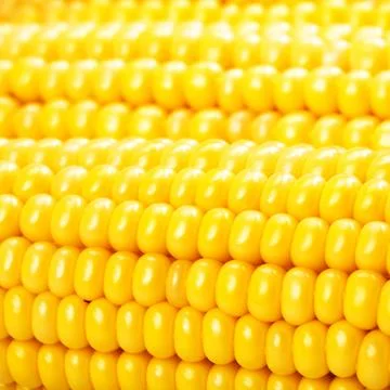 Corn on the cob kernels close up shot Stock Photos