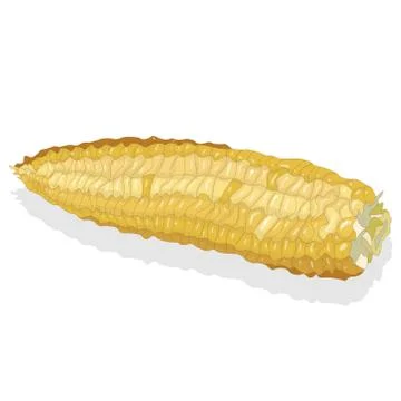 Corn on the cob kernels Illustrazione stock