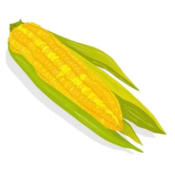 Corn on the cob kernels Illustrazione stock