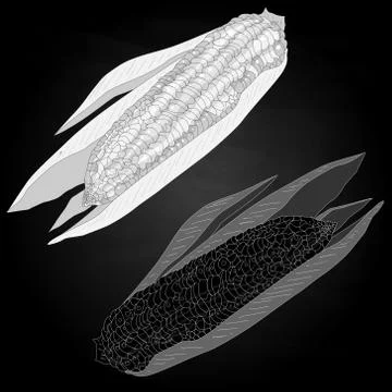 Corn on the cob kernels Illustrazione stock
