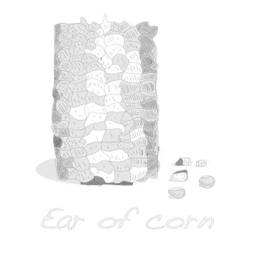 Corn on the cob kernels Illustrazione stock