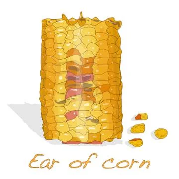 Corn on the cob kernels Illustrazione stock