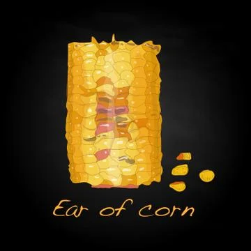 Corn on the cob kernels Illustrazione stock