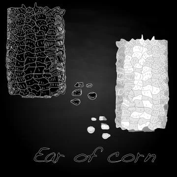 Corn on the cob kernels Stock Illustration