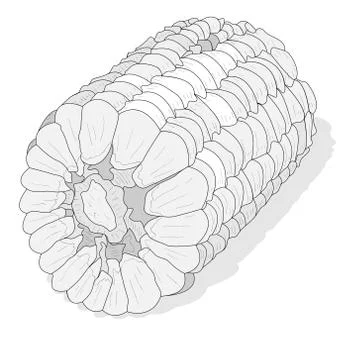 Corn on the cob kernels isolated Illustrazione stock