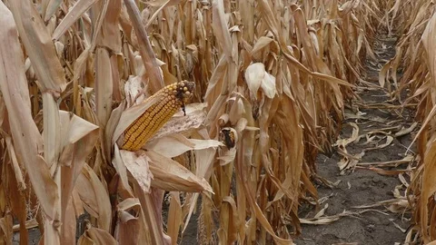 Corn cob in late summer ready for harvest zoom in video Stock Footage 85196670