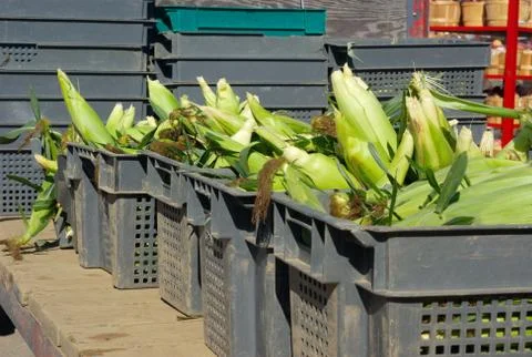 Corn on cob with leafs in baskets at the market Stock Photos