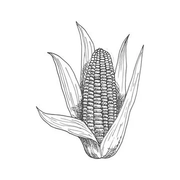 Corn cob with leaves isolated sketch of maize 스톡 일러스트