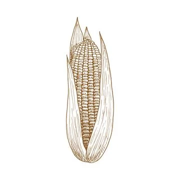 Corn cob with leaves isolated sketch of maize 스톡 일러스트