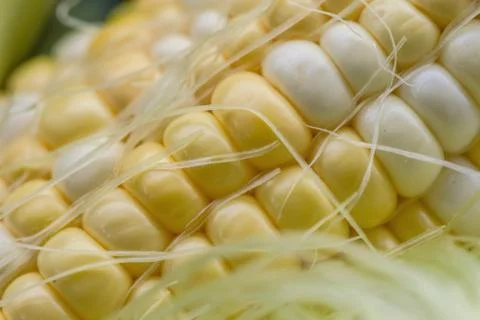 Corn on the cob macro closeup Stock Photos