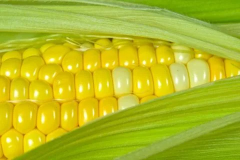 Corn on the cob macro Stock Photos