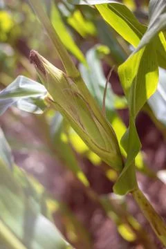 Corn on the cob - Mature maize ear on a stalk, in a cornfield Stock Photos