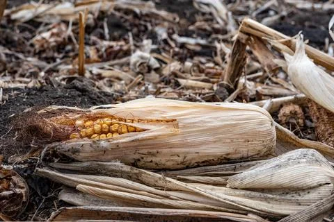 Corn cob missed during combining that was left in the field after harvesting. Stock Photos