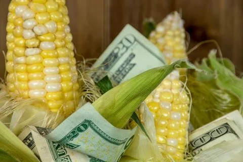 Corn on the cob with money Stock Photos