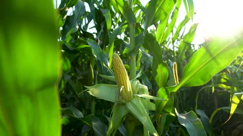 Corn cob in organic corn field. Fresh corn on stalk in field. Ripening of corn. Stock Footage 248359054