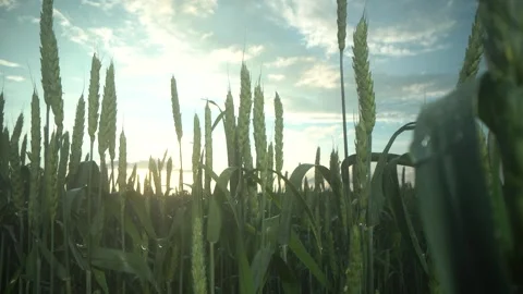 Corn cob in organic corn field. Fresh corn on stalk in field. Ripening of corn Stock Footage 269673653