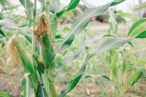 A corn cob in organic corn field, harvest season Stock Photos