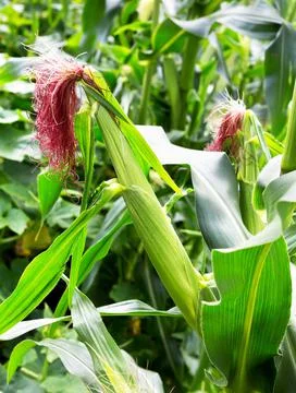 Corn cob in organic corn field. Maize plants. Stock Photos