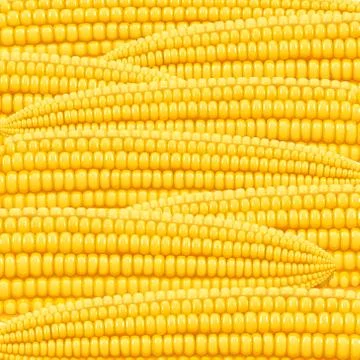 Corn cob. Organic food pattern. Stock Illustration