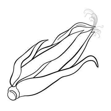 Corn cob outline illustration Illustrazione stock