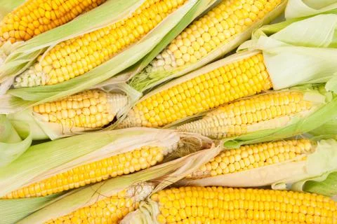 Corn cob Stock Photos