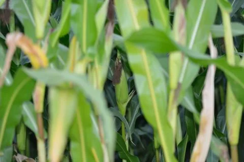 Corn on the cob Foto stock