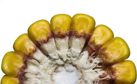 Corn on the cob Stock Photos