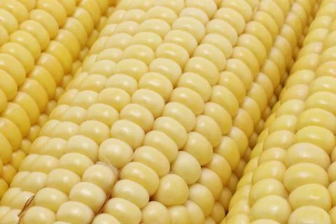 Corn cob Stock Photos
