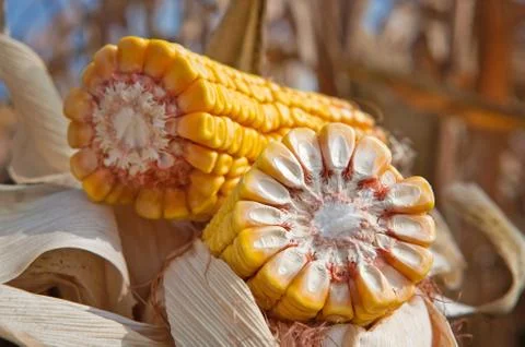 Corn cob Stock Photos