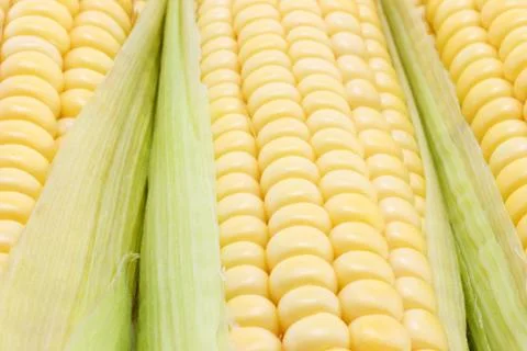 Corn cob Stock Photos