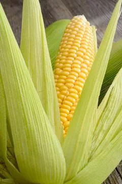 Corn cob Stock-Fotos