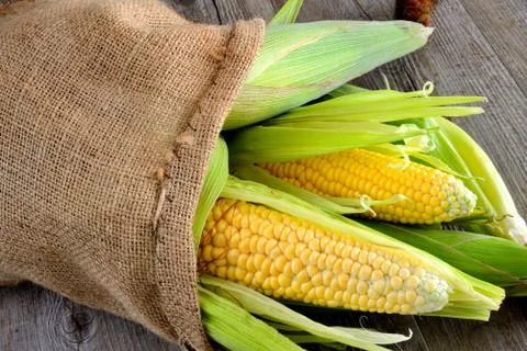 Corn cob Stock-Fotos