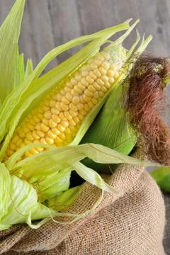 Corn cob Stock Photos