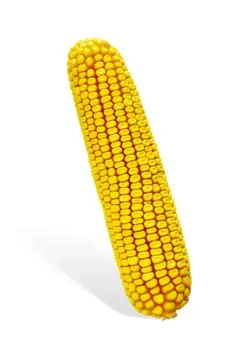 Corn cob Stock Photos