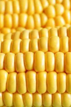 Corn on the cob Stock Photos