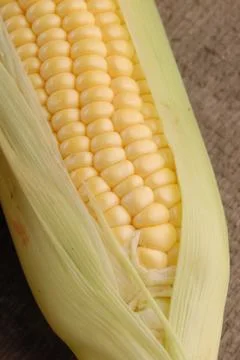 Corn cob Stock Photos