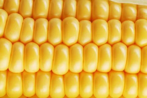 Corn cob Stock Photos
