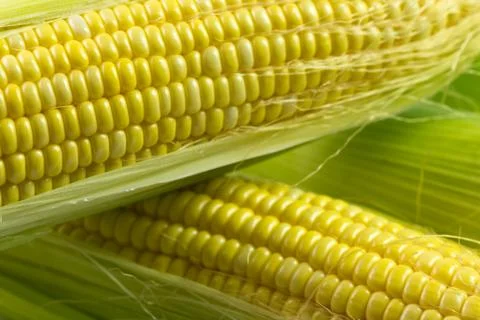 Corn cob Stock Photos