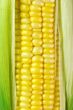 Corn cob Stock Photos