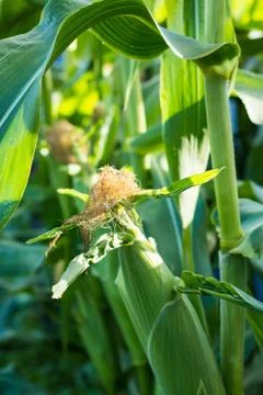 Corn cob Stock Photos