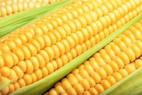 Corn cob Stock Photos