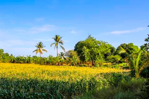 Corn on the cob Stock Photos