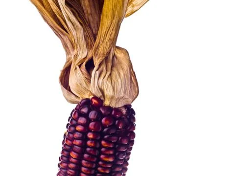 Corn cob Stock Photos