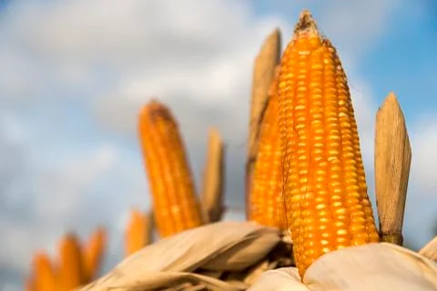 Corn on the cob 스톡 사진