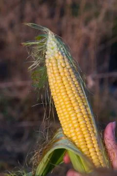 Corn Cob 스톡 사진