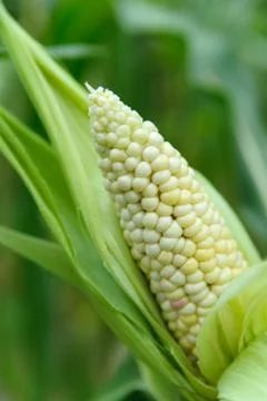 Corn on the cob Stock Photos