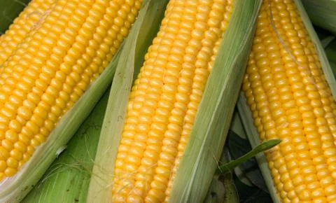 Corn on the Cob Stock Photos